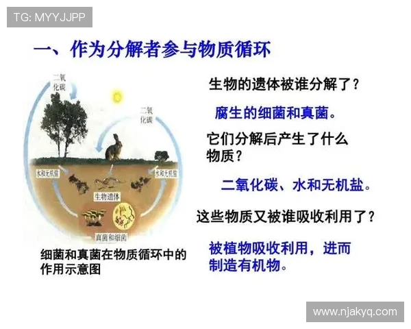 全面解析体育运动对身心健康的积极影响及其在现代社会中的重要作用